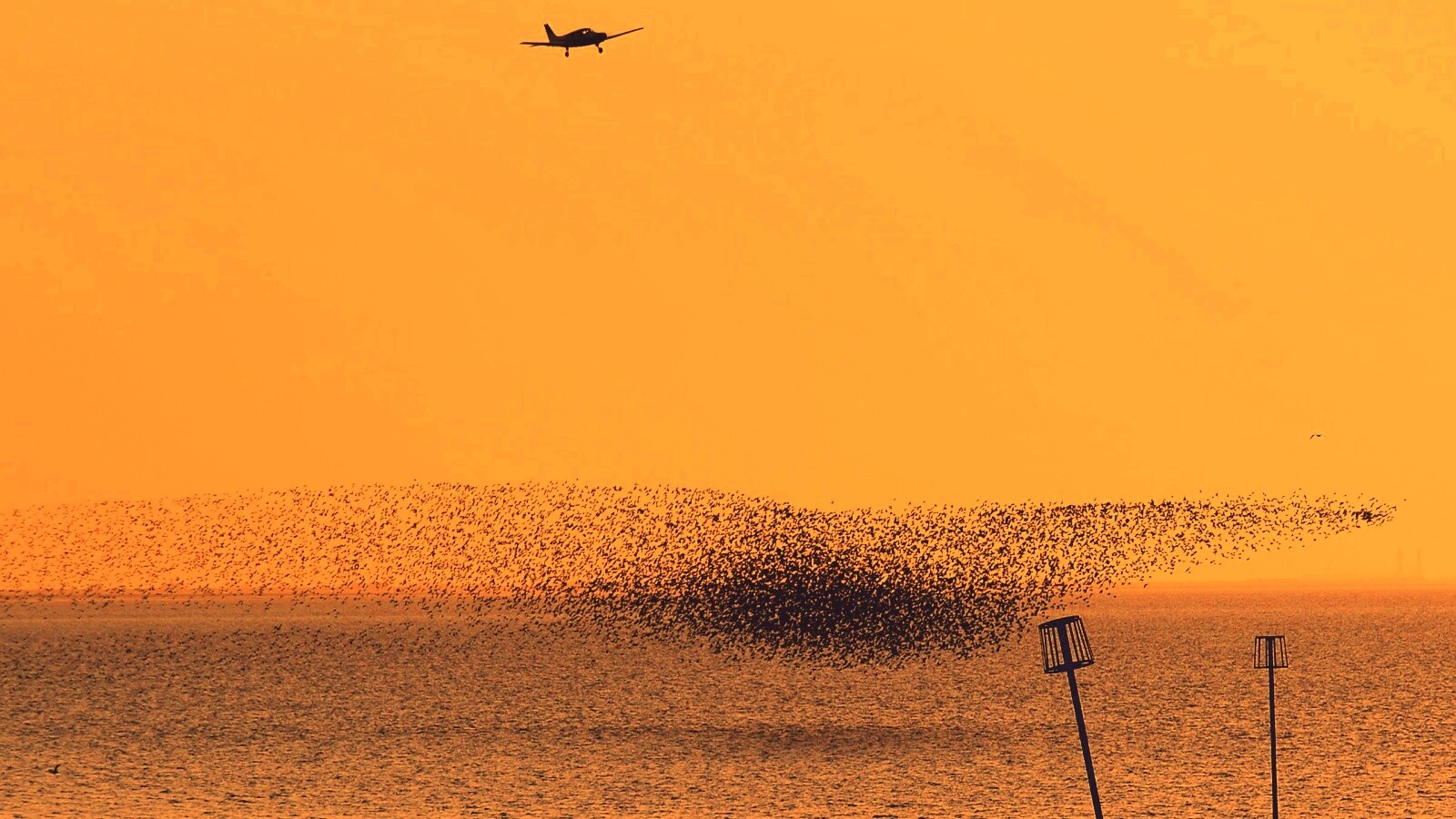 Взлетающая стая птиц обои