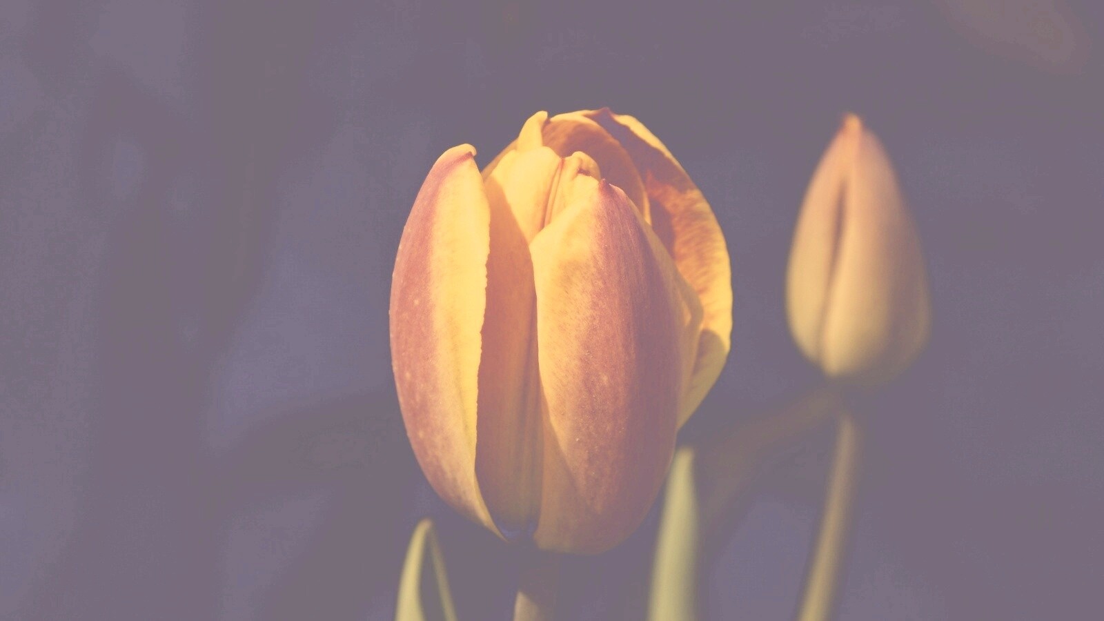 Распускающийся тюльпан обои