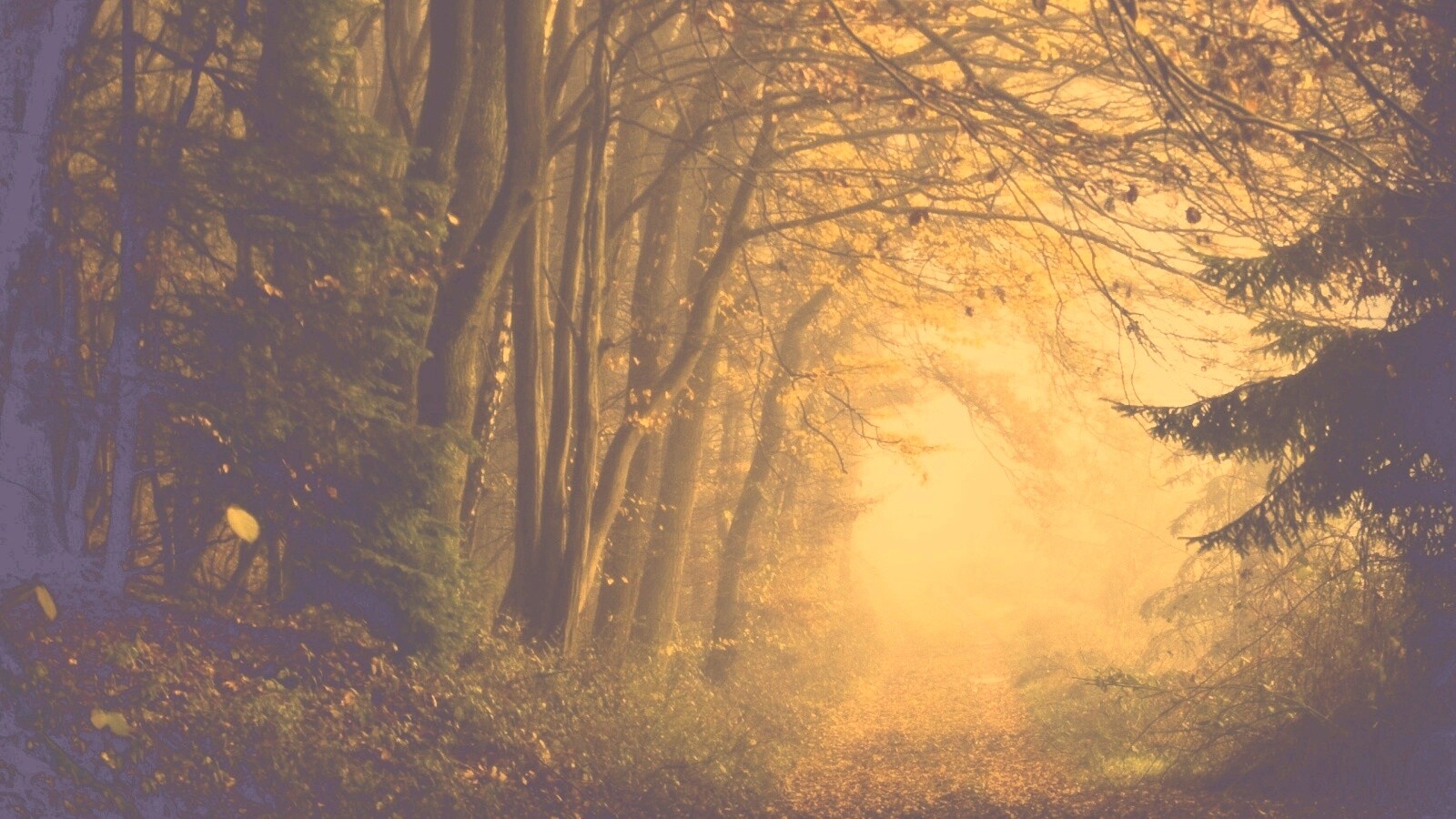 Дорожка заваленная листьями обои