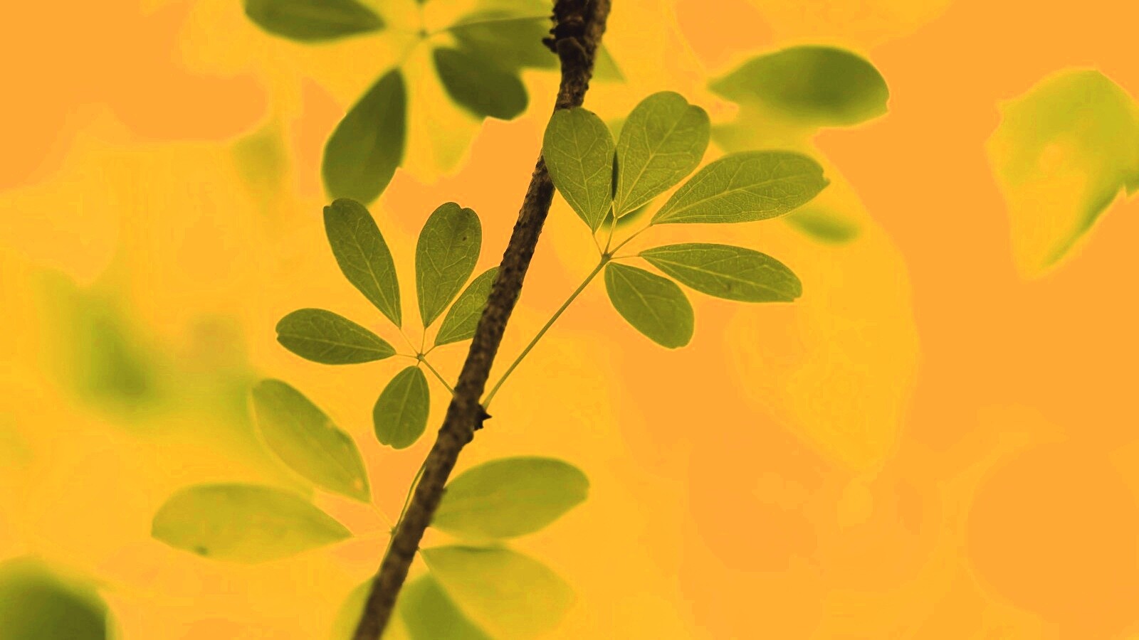 Листики на ветке обои