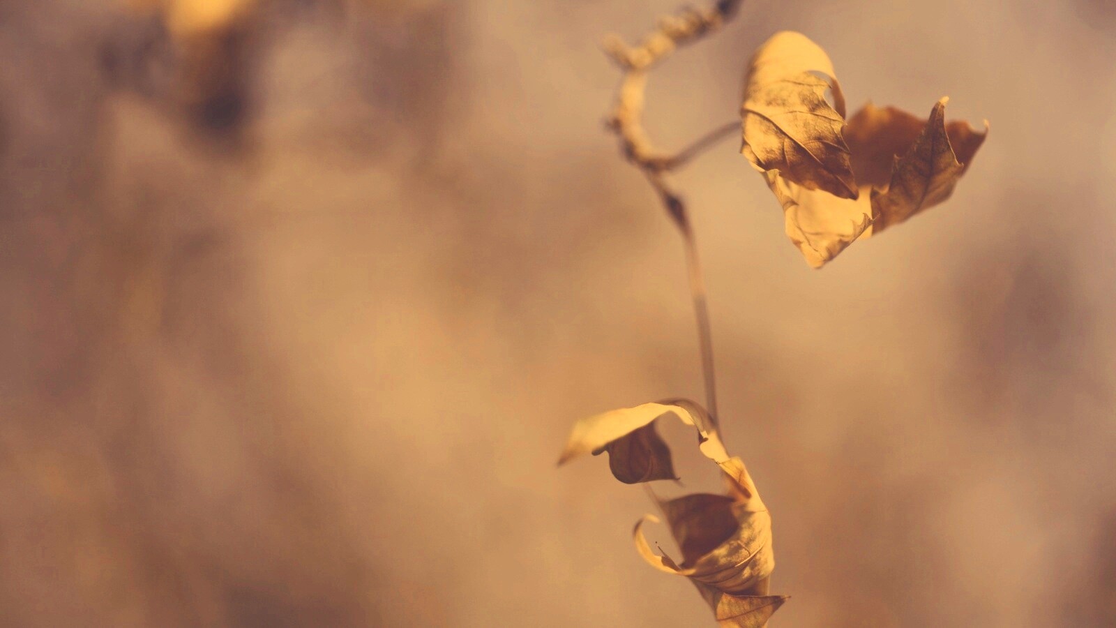 Увядшие листья обои