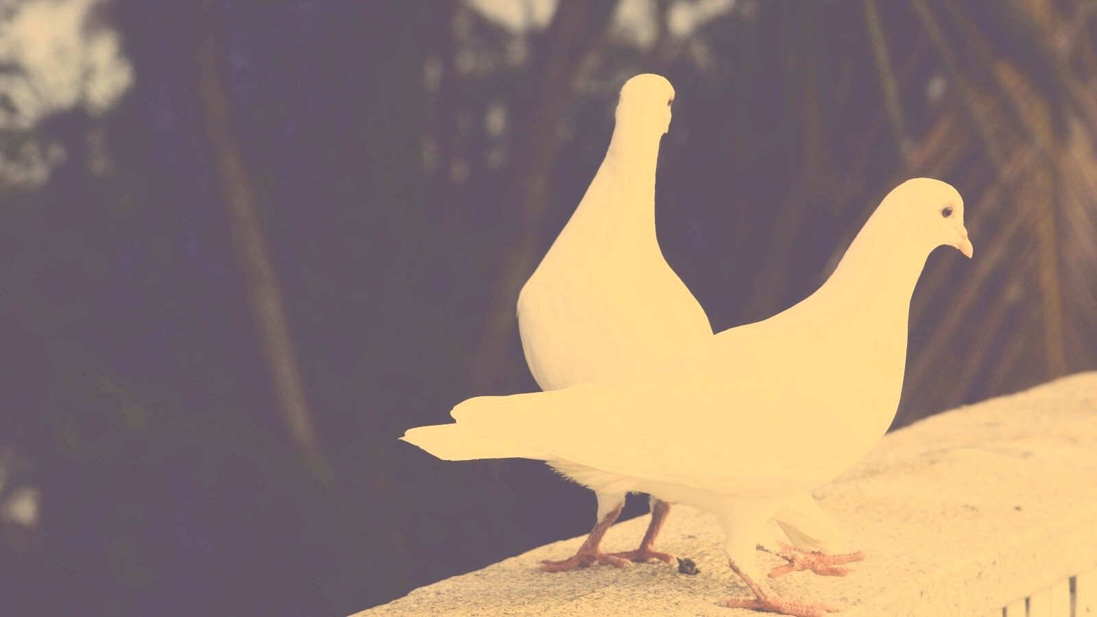 Два белых голубя обои