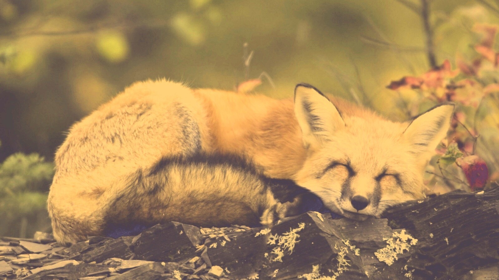Спящая лиса обои