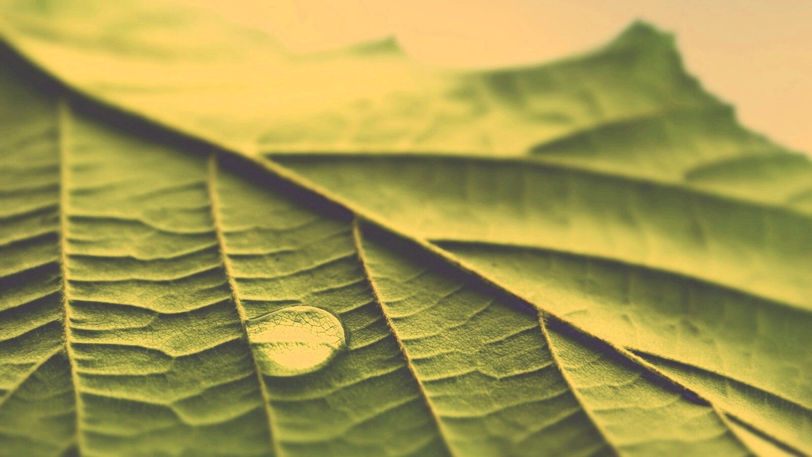 Капля на листе обои