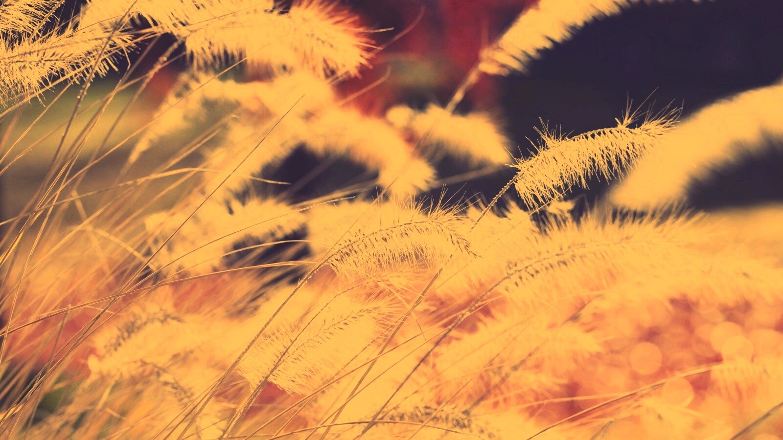 Травинки на ветру обои