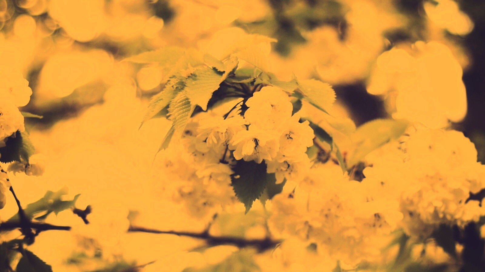 Цветущее дерево обои