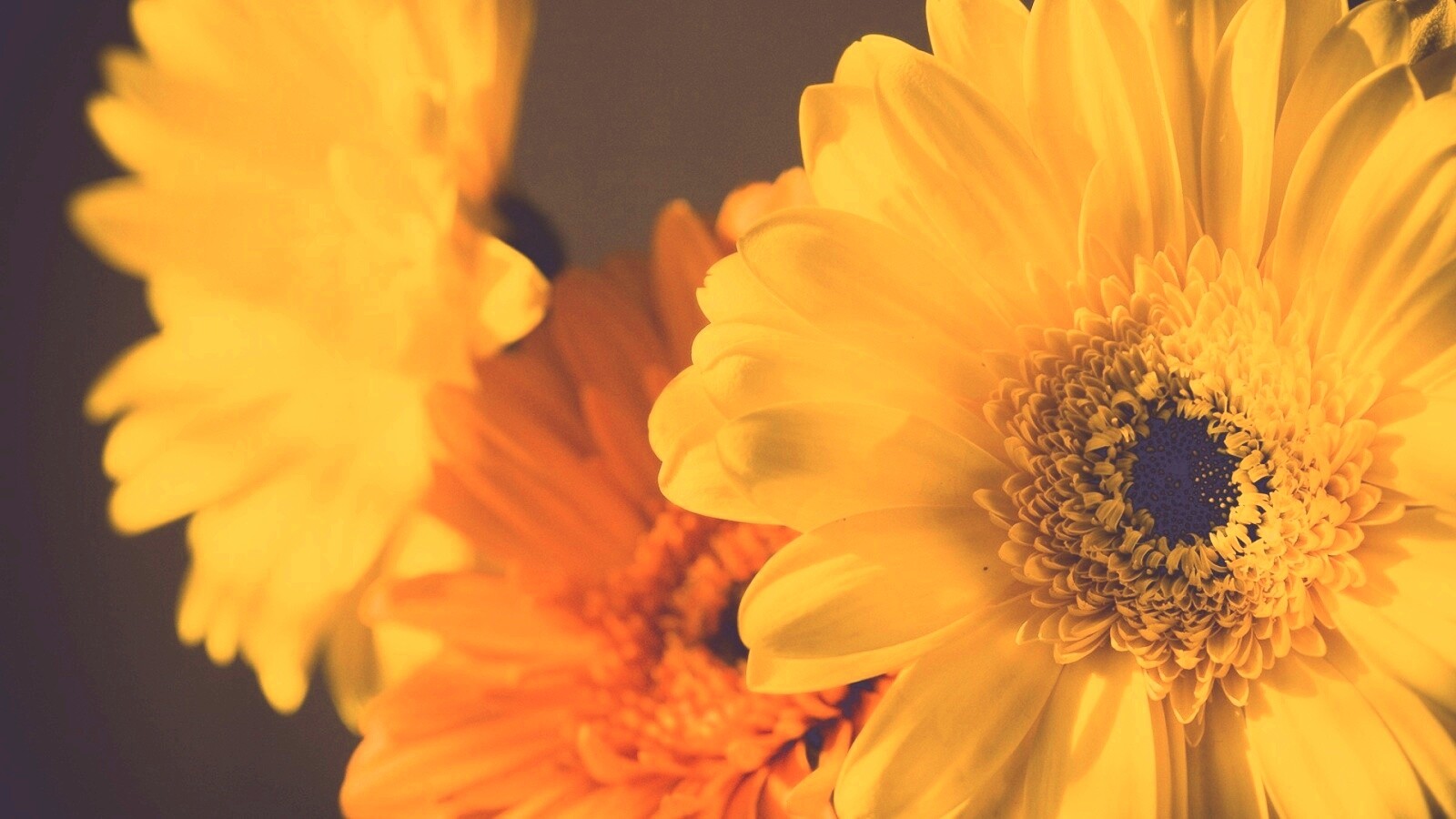 Желтый гербер обои