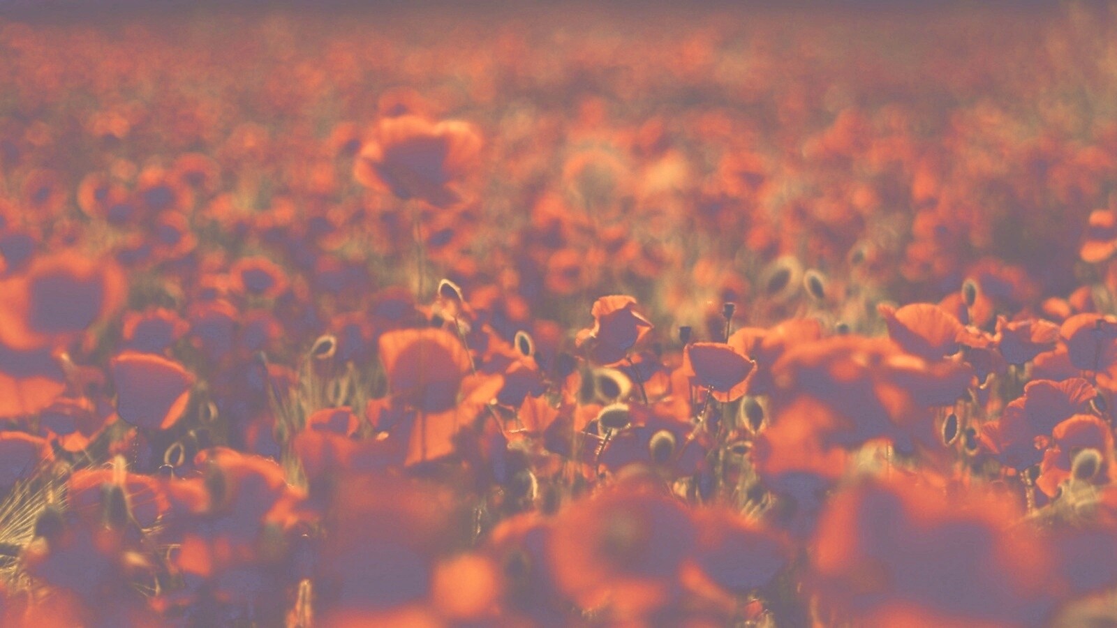 Маки в полях обои