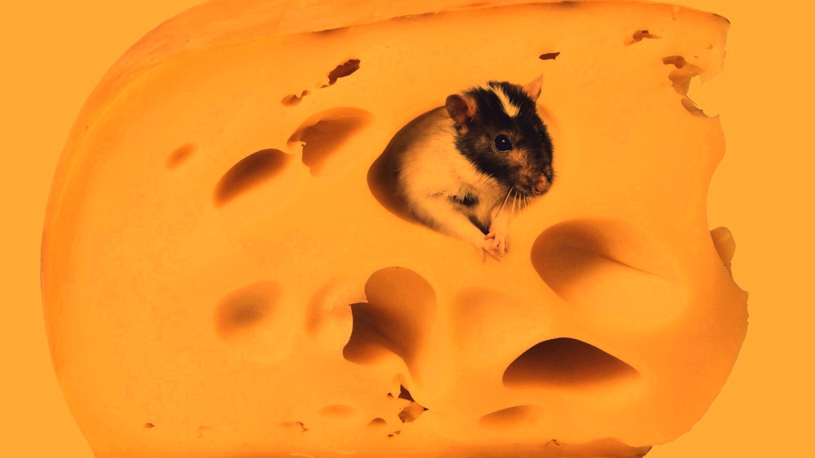 Мышка в сыре обои