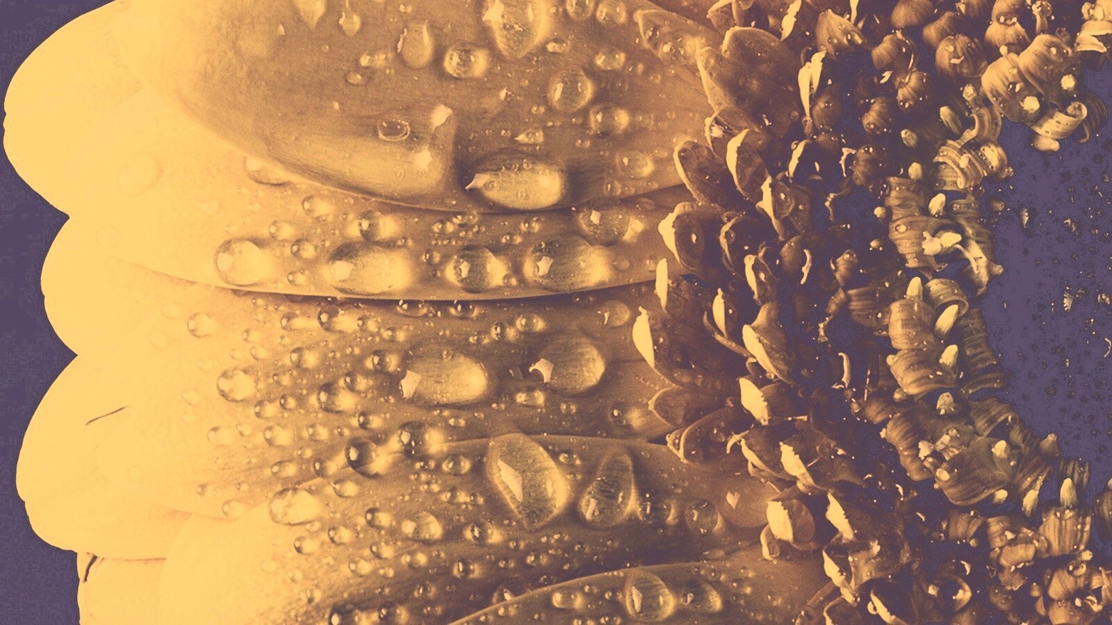 Капли на лепестках гербера обои