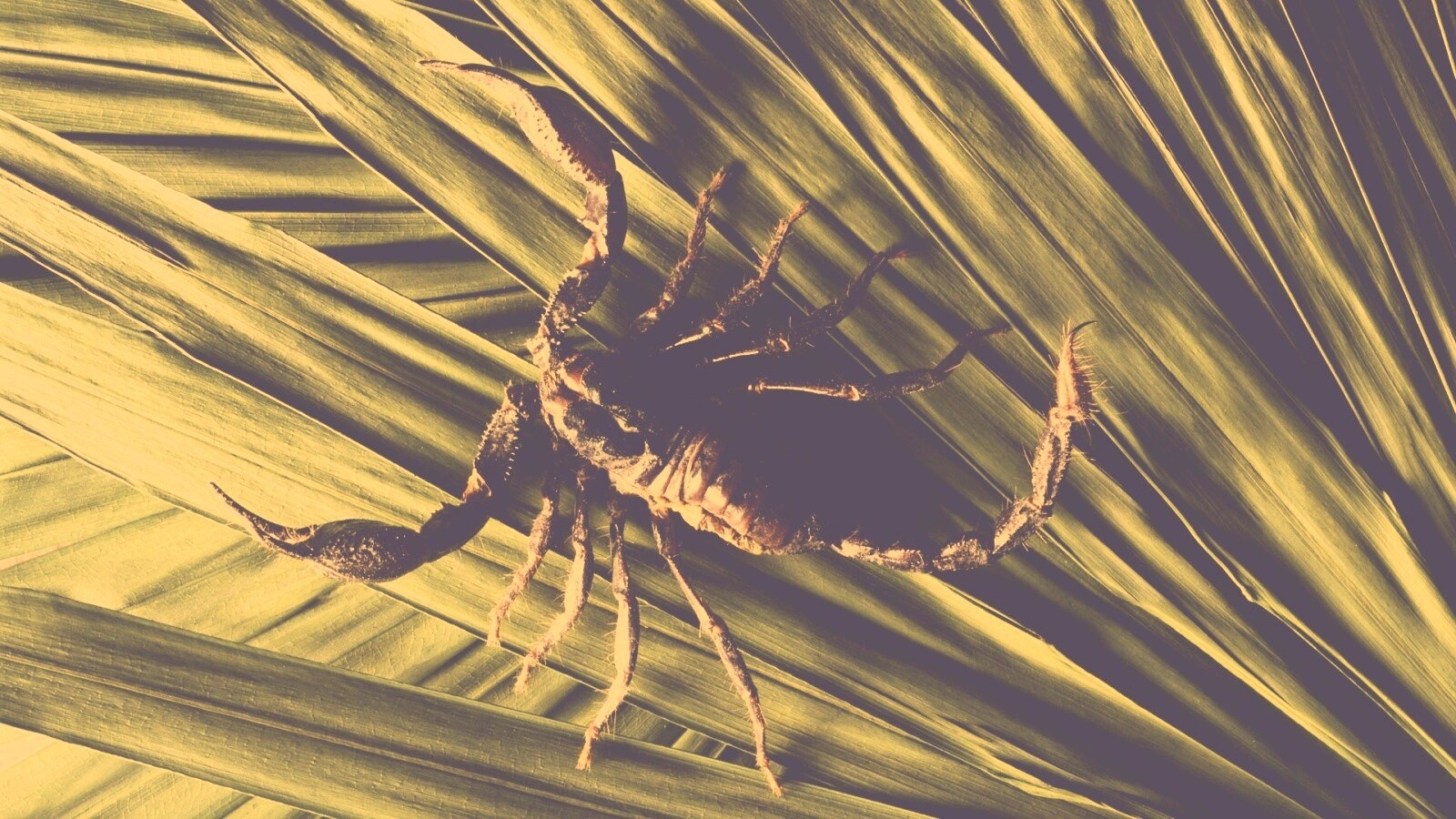 Скорпион на траве обои