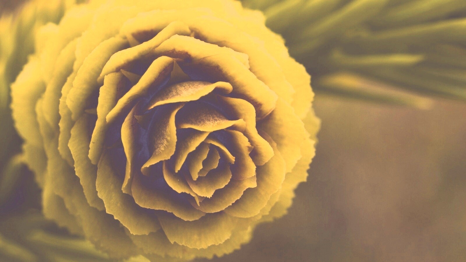 Молодая шишка обои