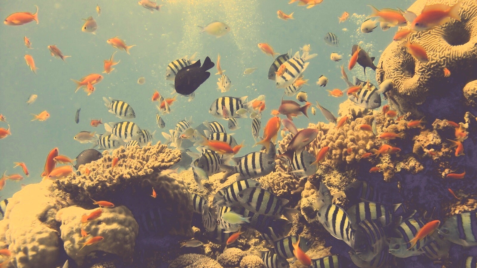 Жизнь в корраловом рифе обои