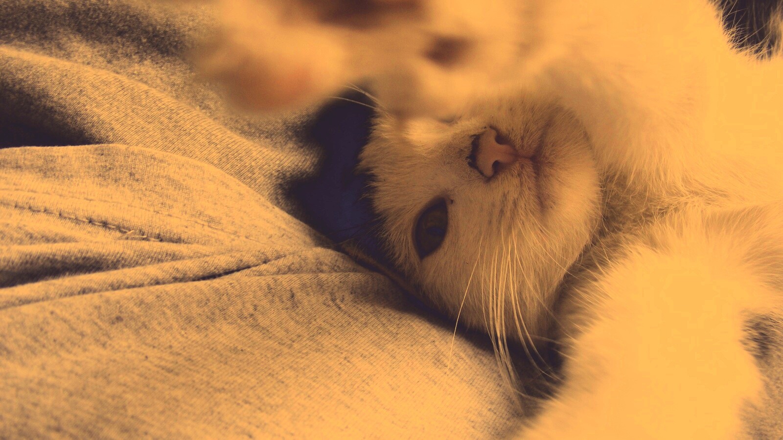 Кот фоткает сам себя обои