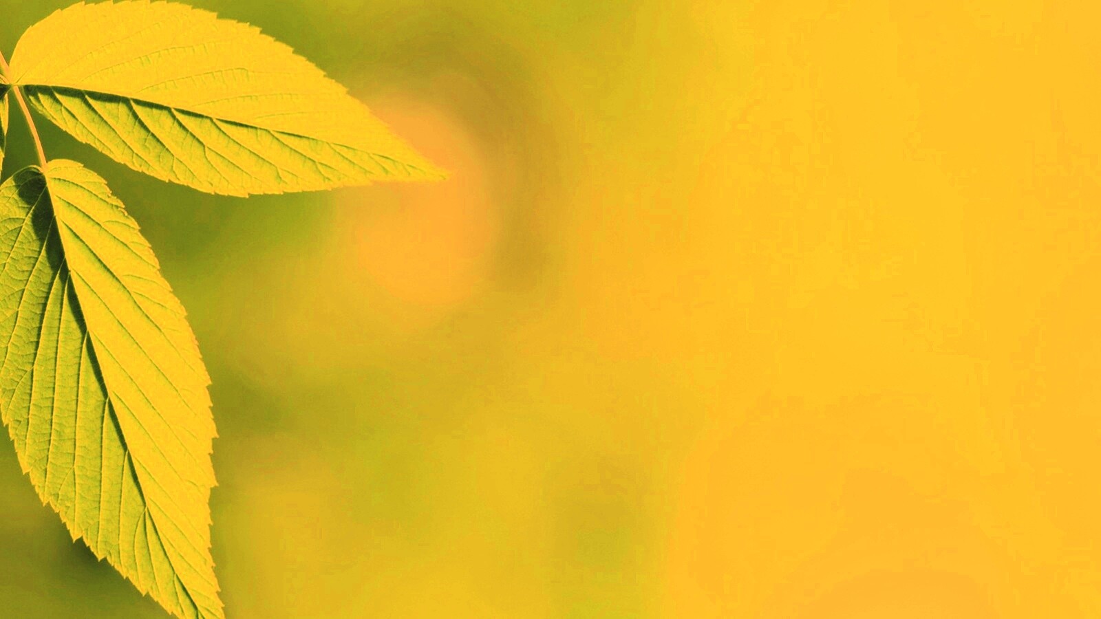 Два листа обои