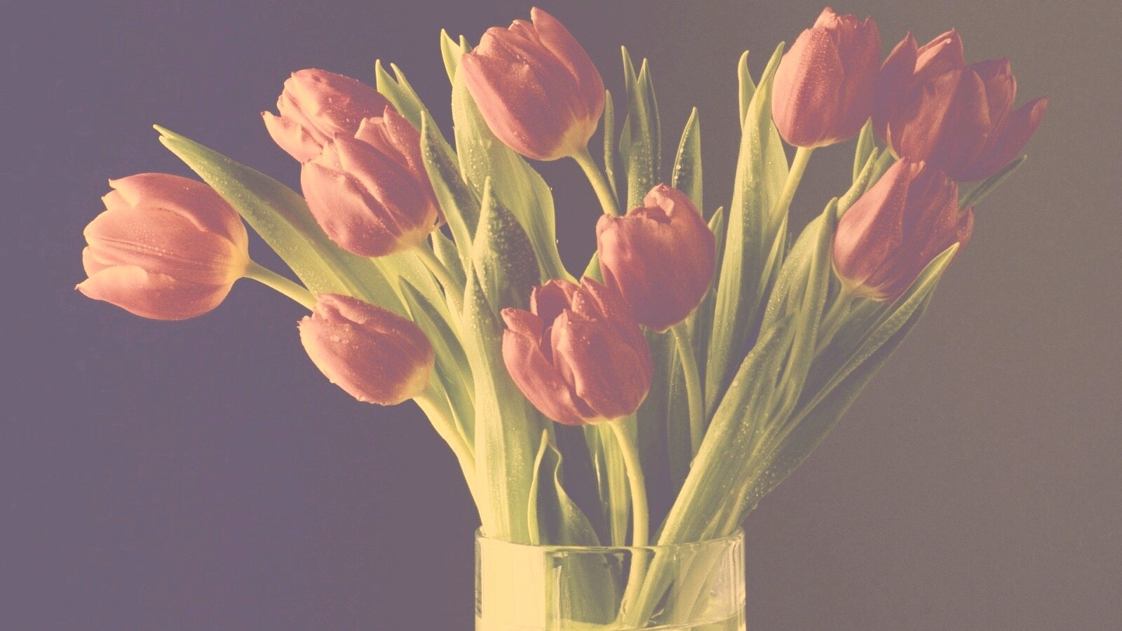 Букет тюльпанов обои