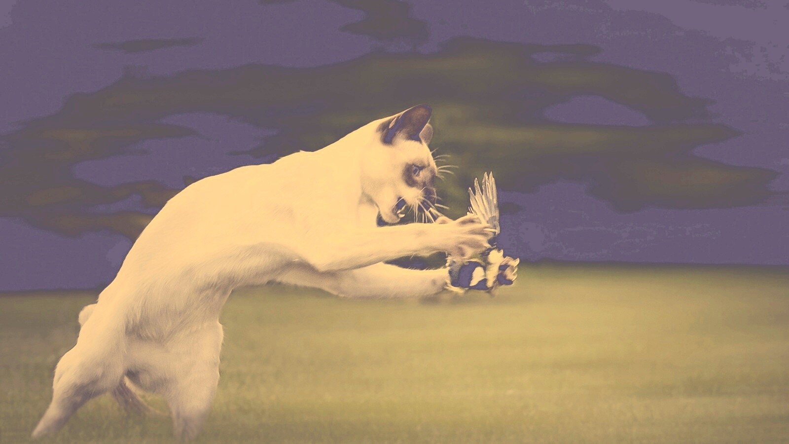 Кошка ловит птичку обои