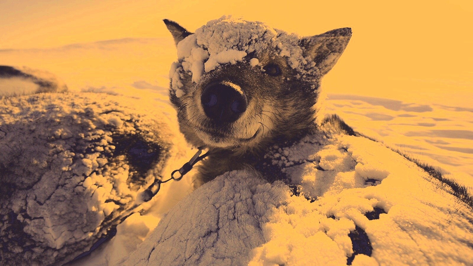 Собачка под снегом обои