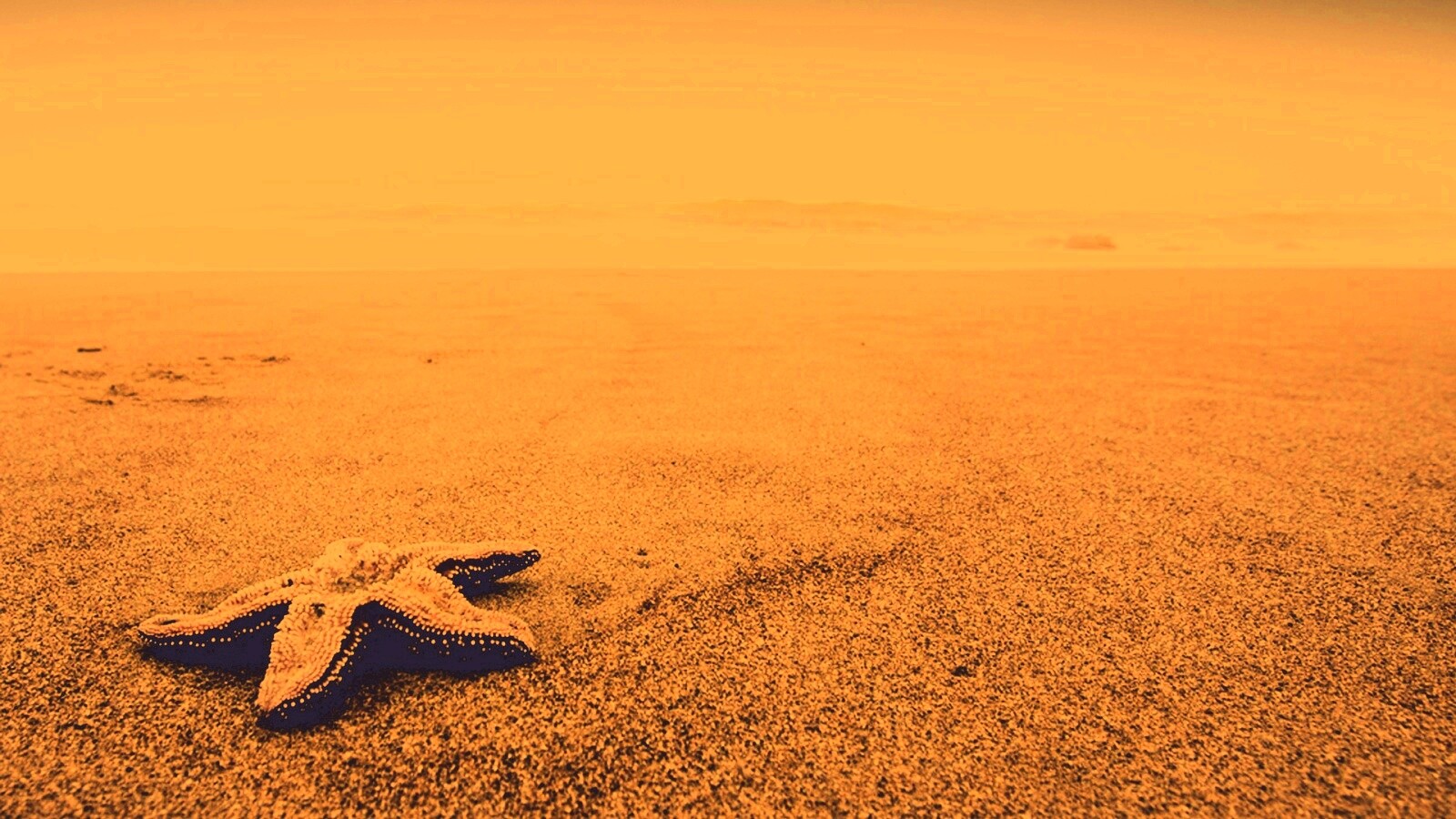 Морская звезда на бесконечном пляже обои