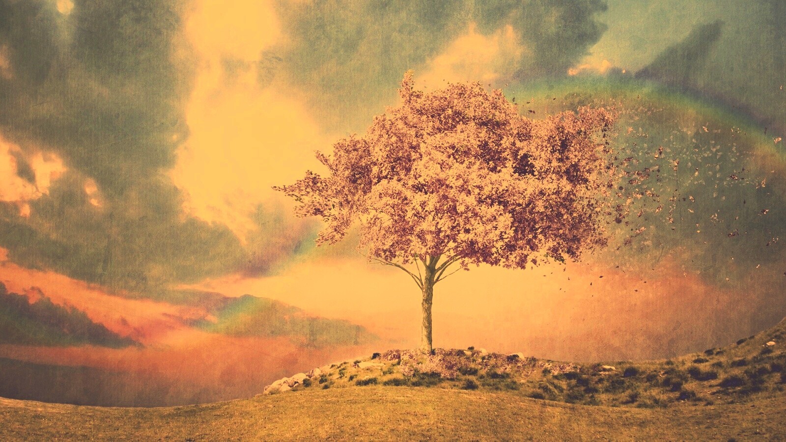 Одинокое цветущее дерево обои