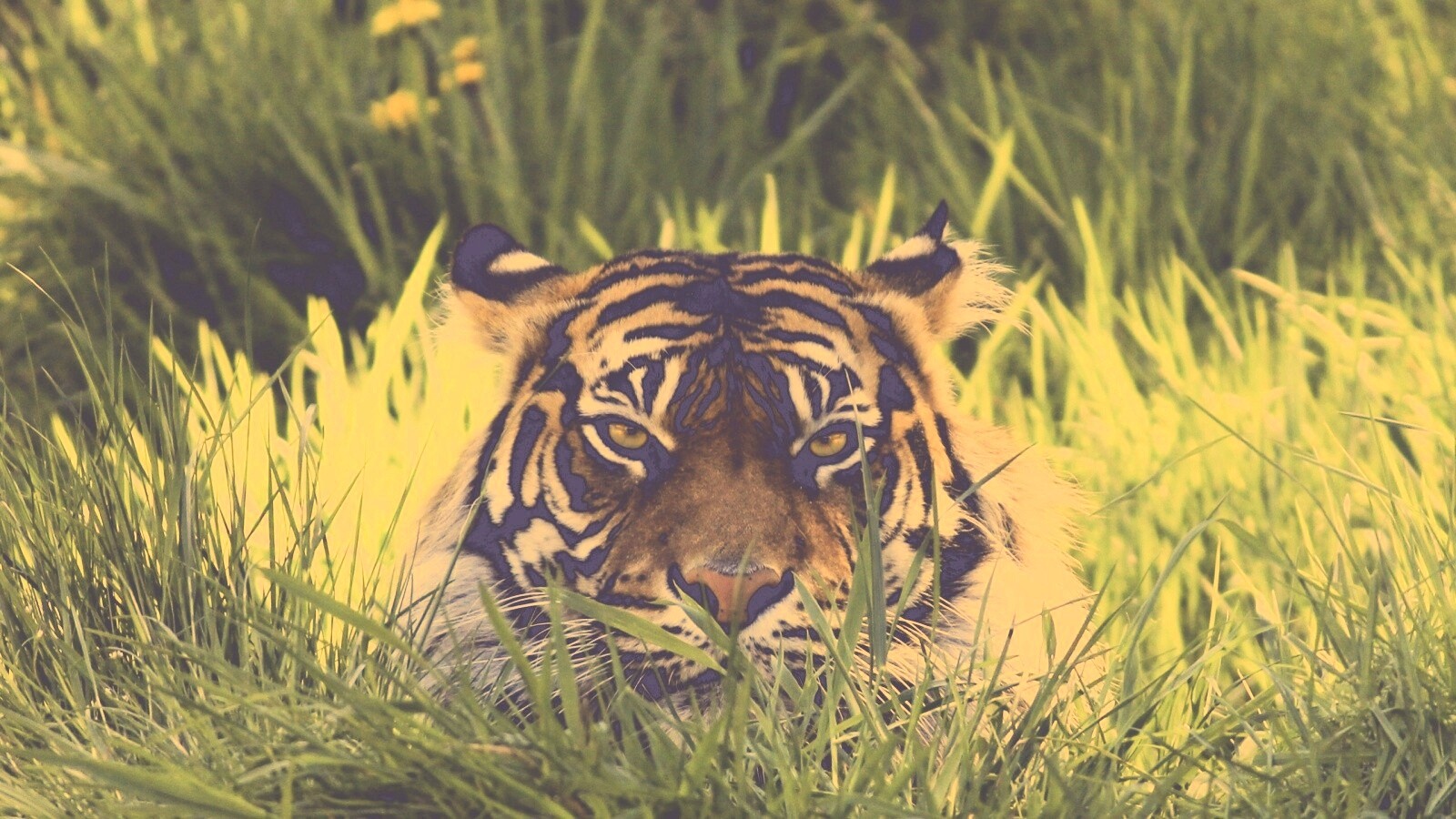 Морда тигра в траве обои