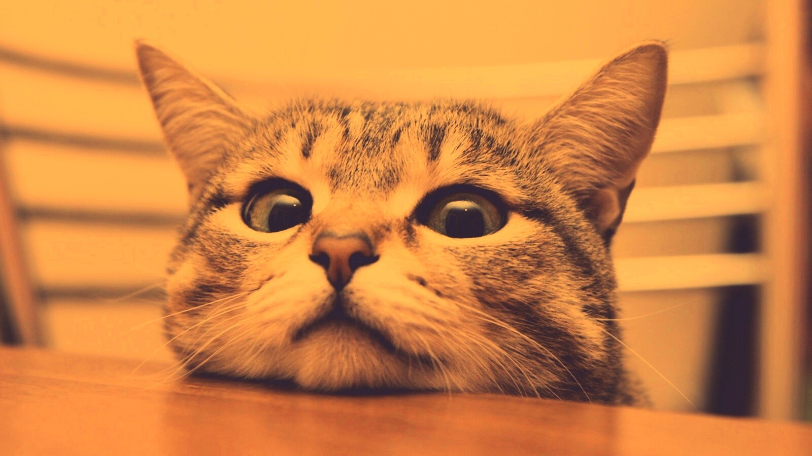 Любопытный котейка обои