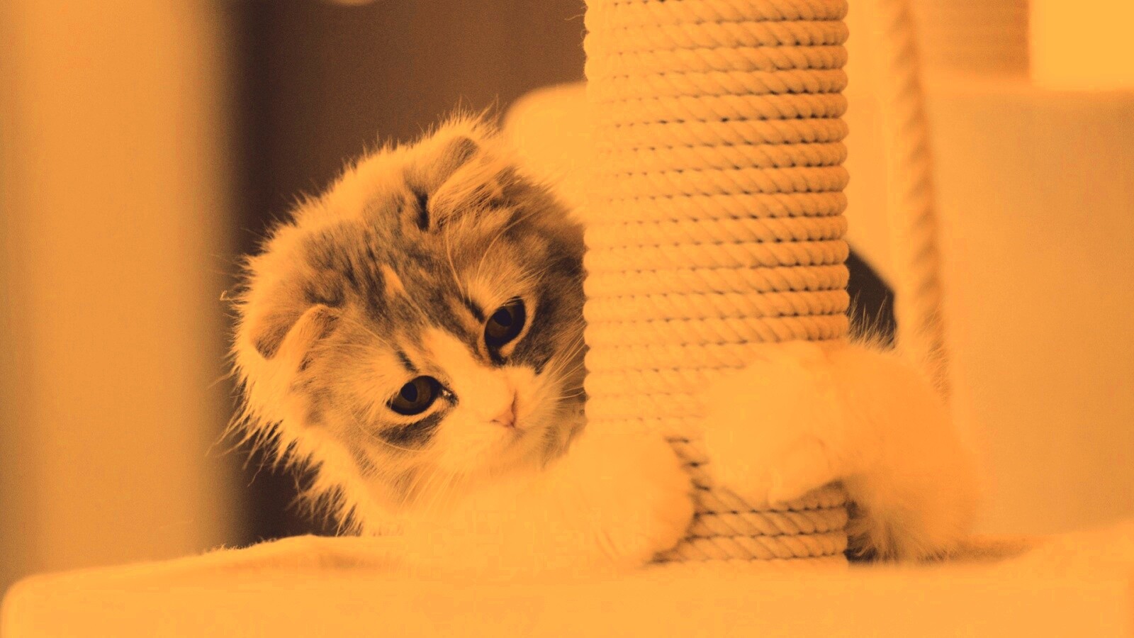 Пушистая кошка с когтеточкой обои