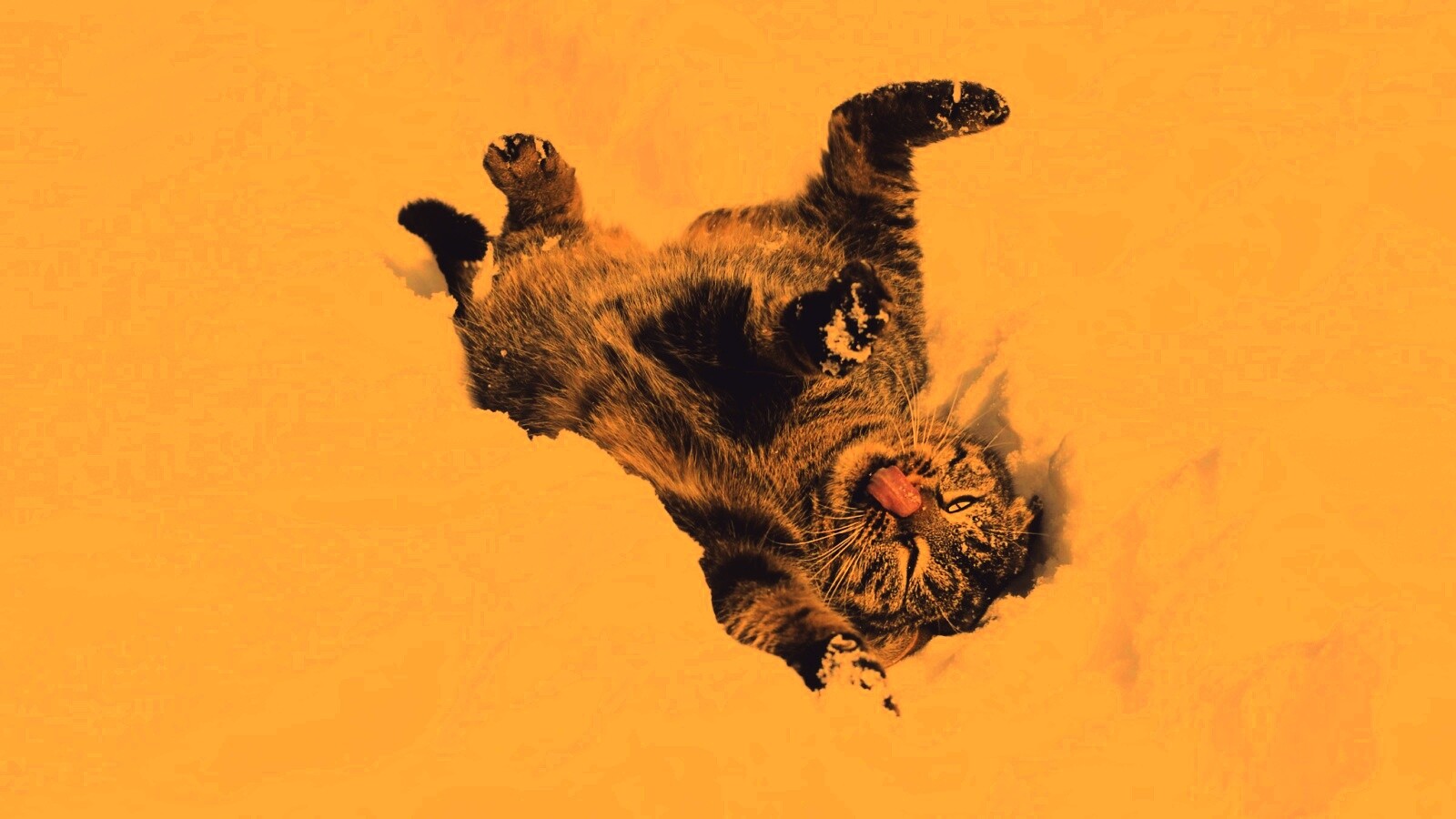 Кот валяется в снегу обои