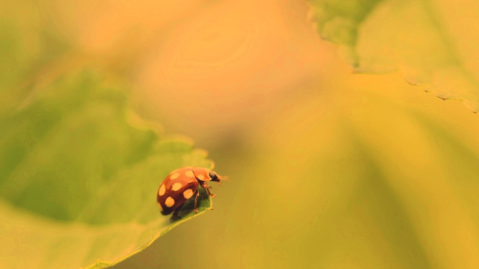 Божья коровка обои