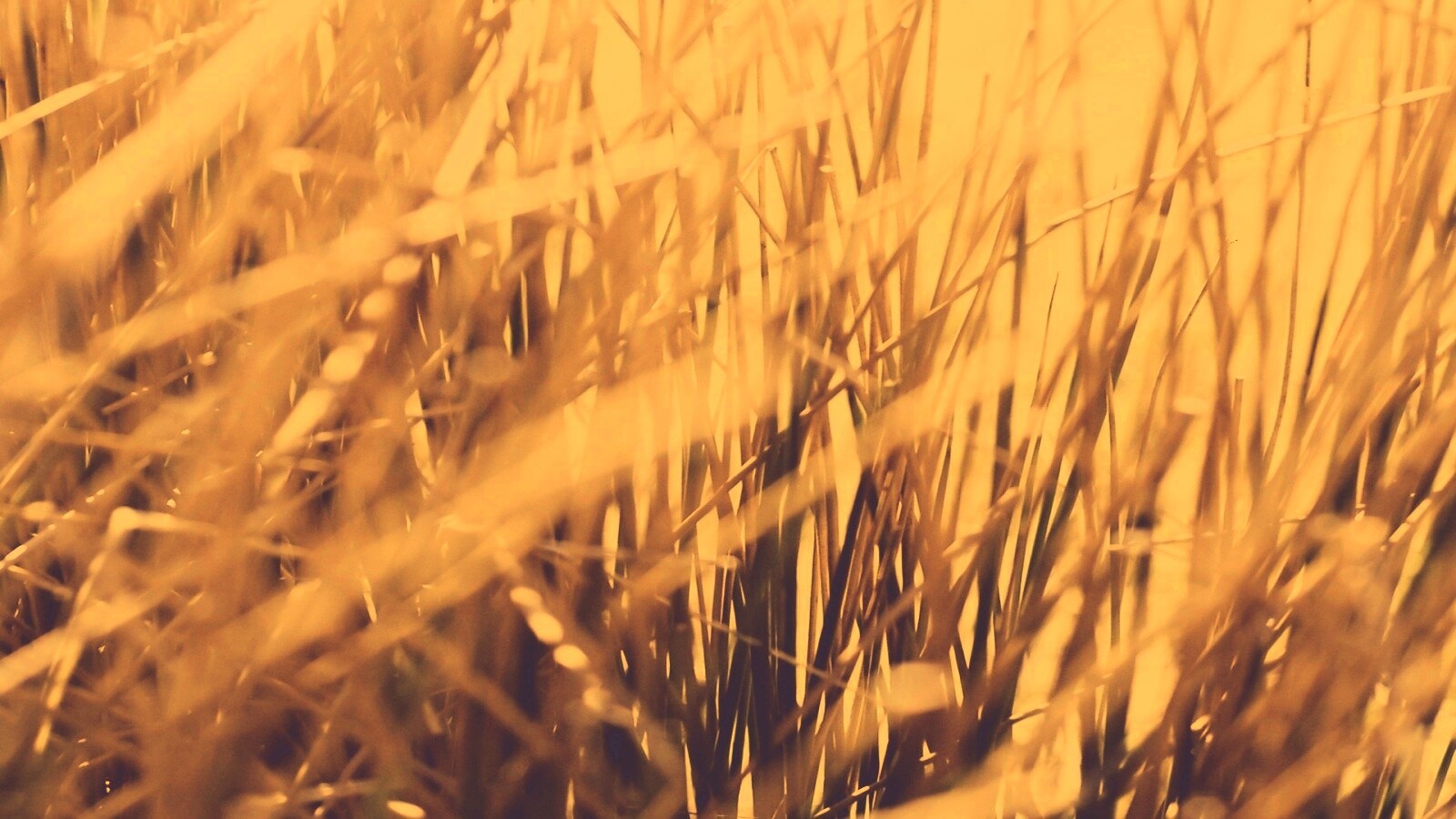 Высохшие травяные стебли обои