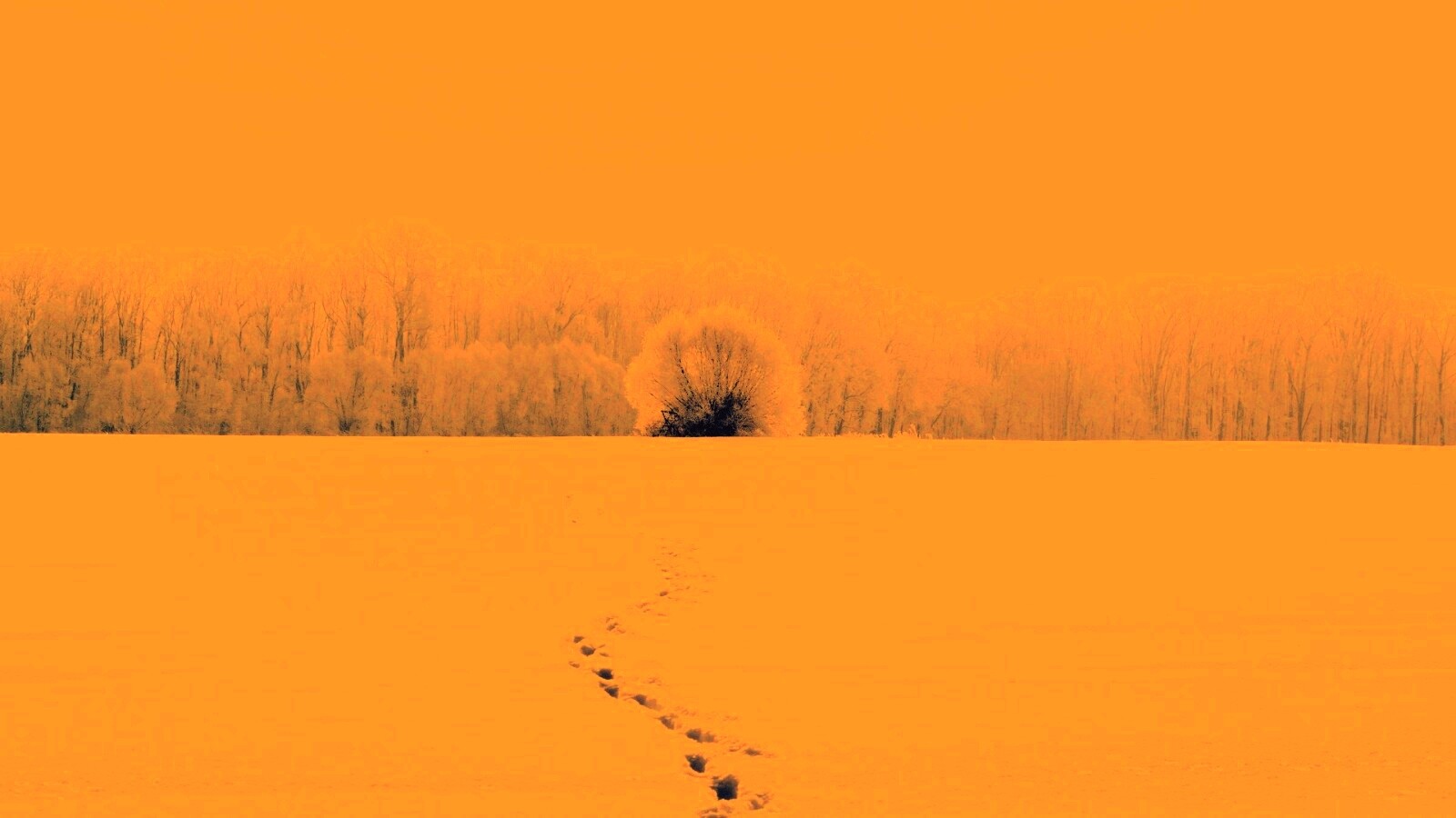 Следы на снегу обои