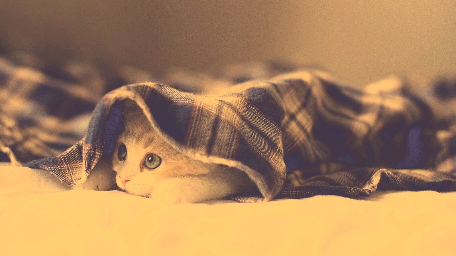 Котенок под одеялом обои