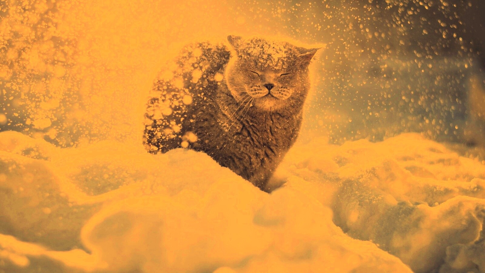 Британце в снегу обои