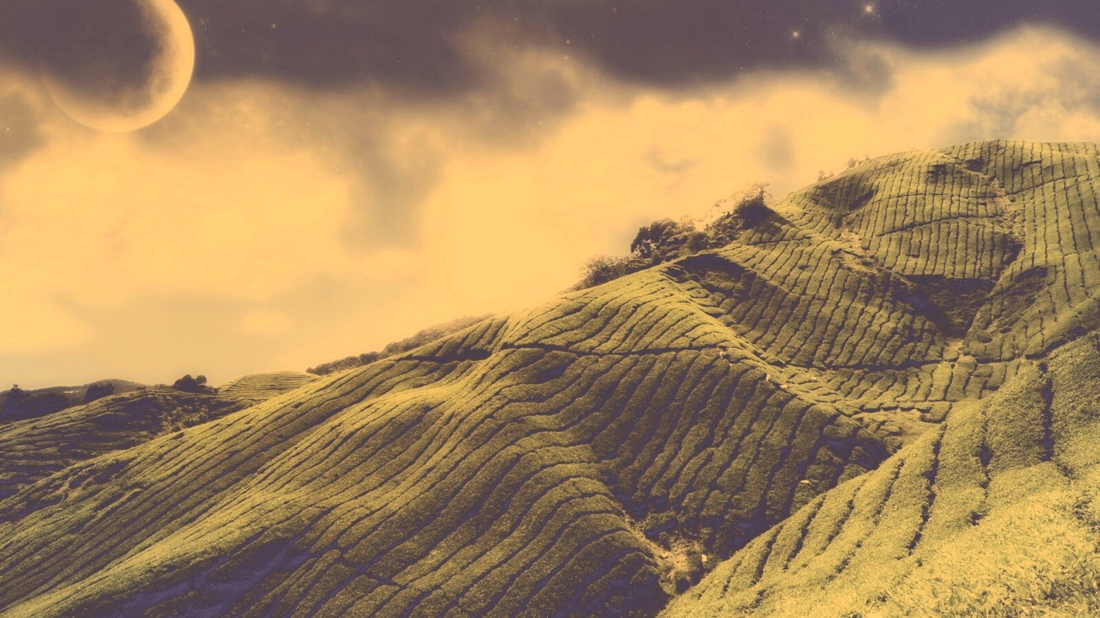 Чайные поля обои