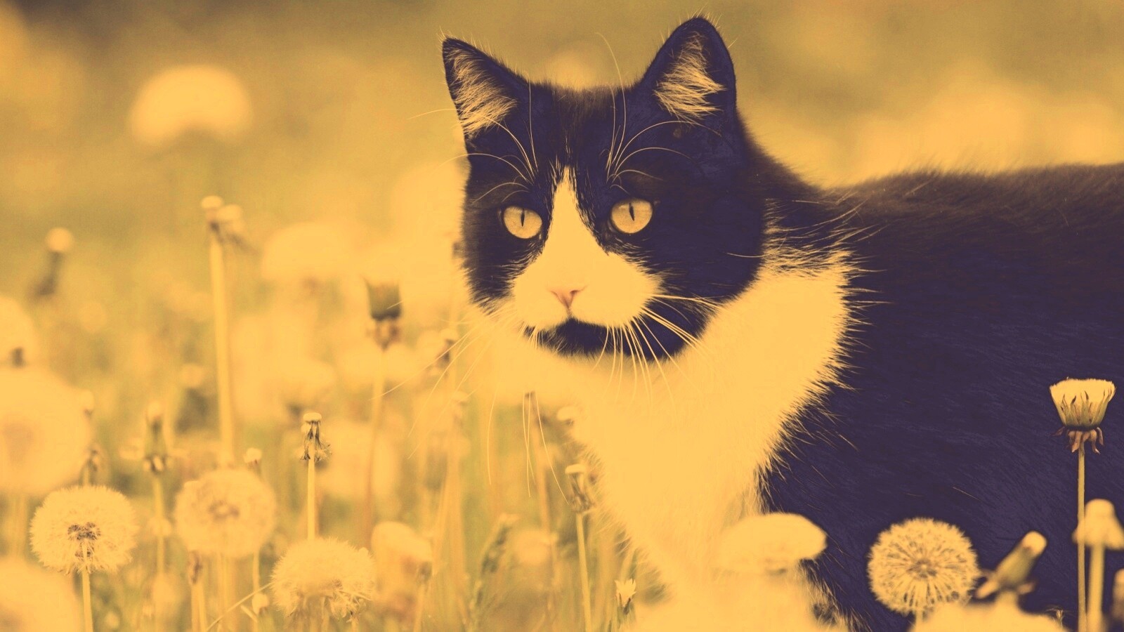 Кот в одуванчиках обои