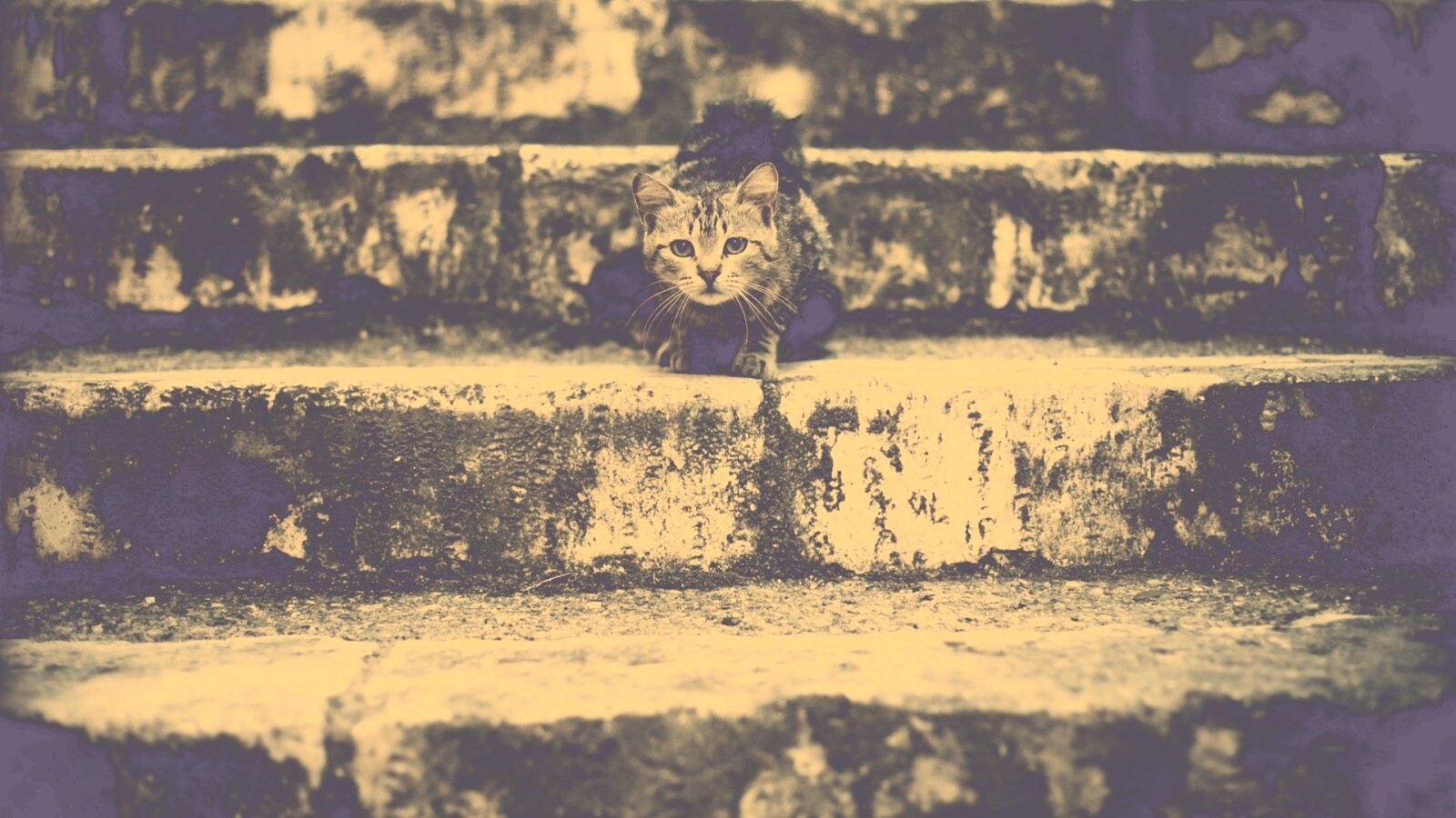 Растрепанная кошка на ступеньках лестницы обои