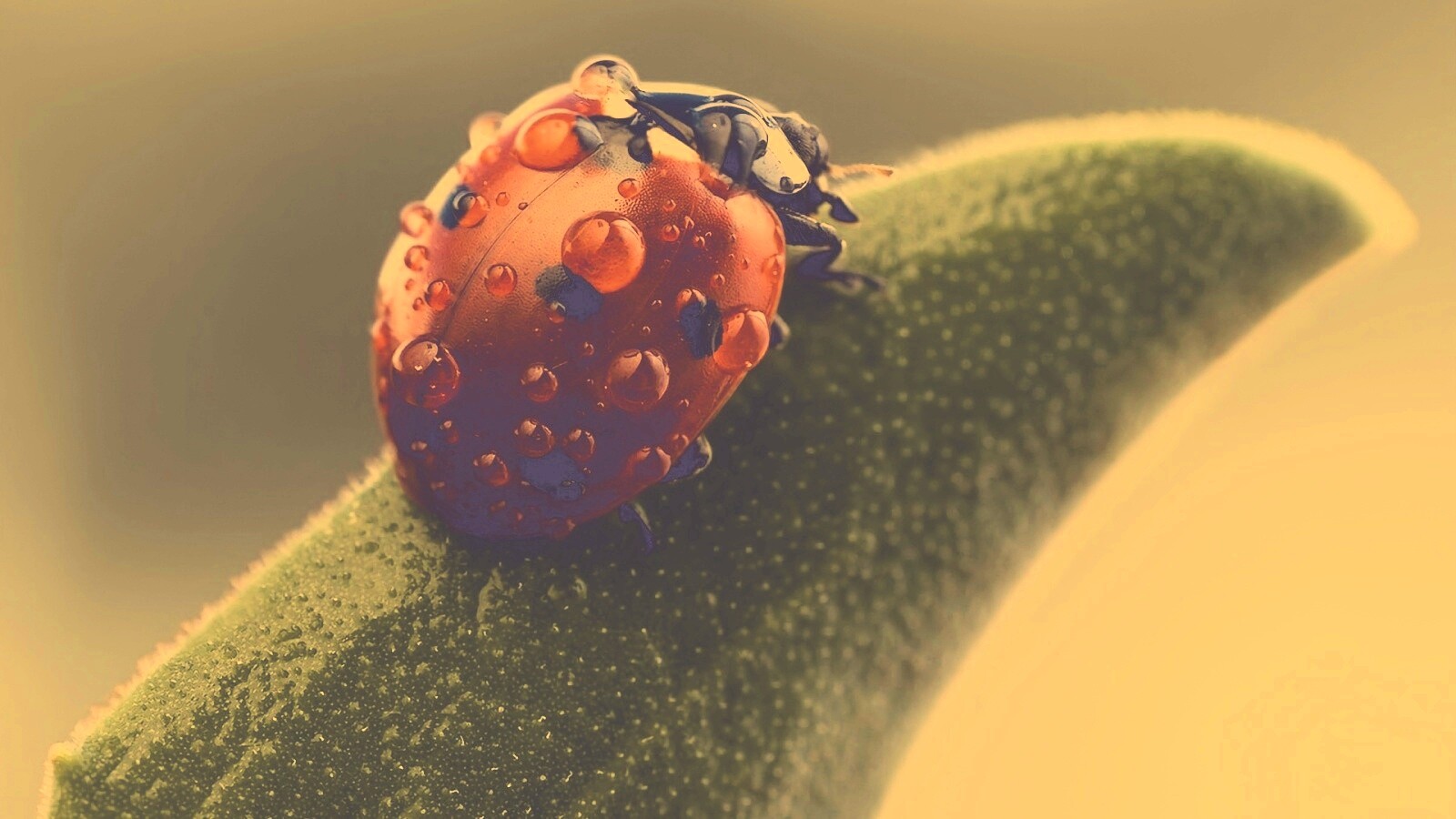 Божья коровка в макро обои