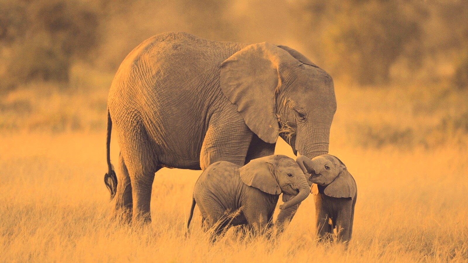 Слоны в национальном парке обои