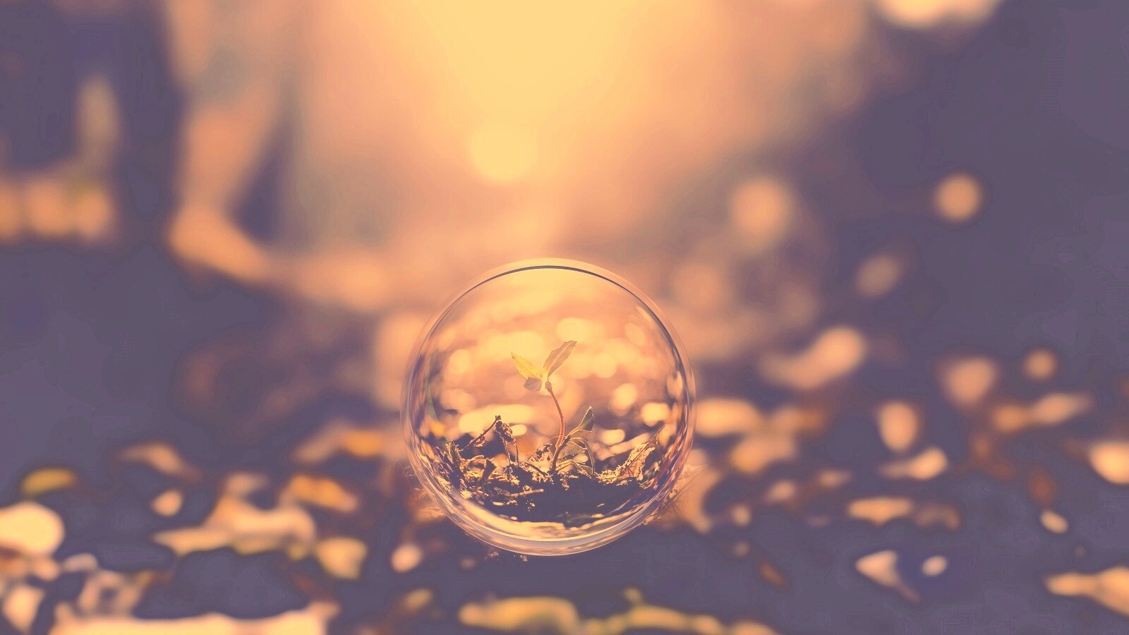 Росток в пузыре обои