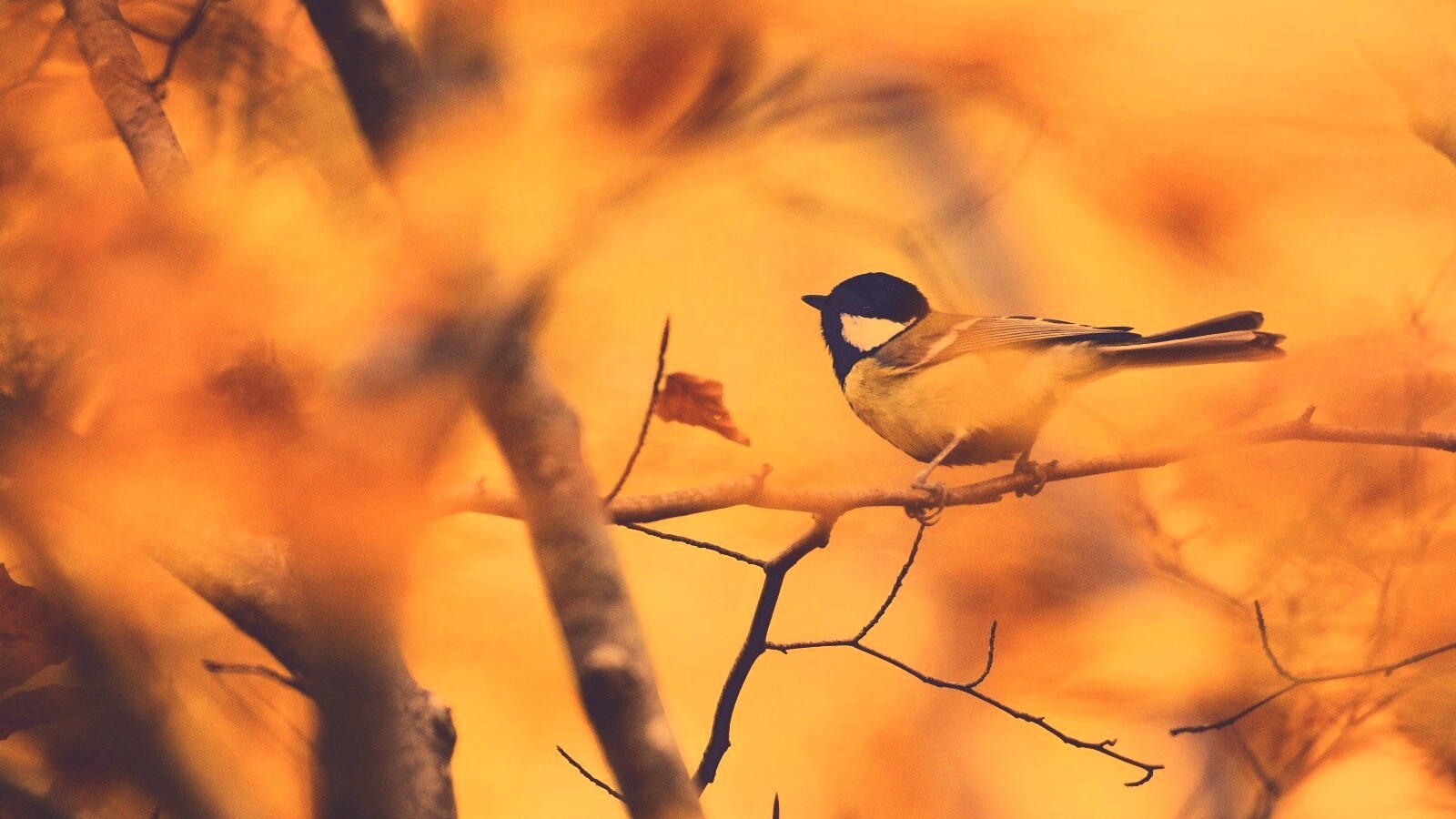 Синичка в желтой листве обои