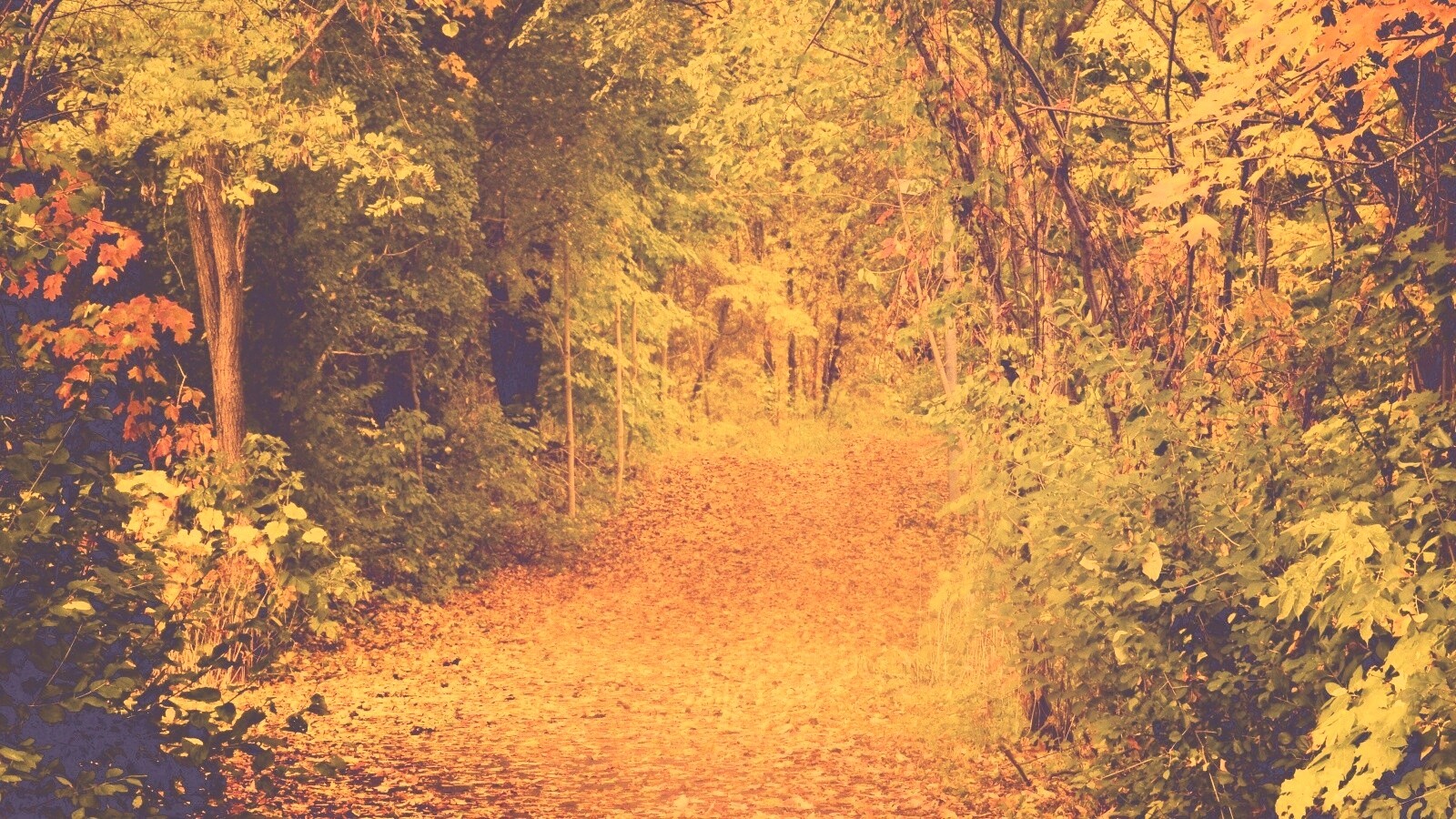 Дорожка в осеннем лесу обои