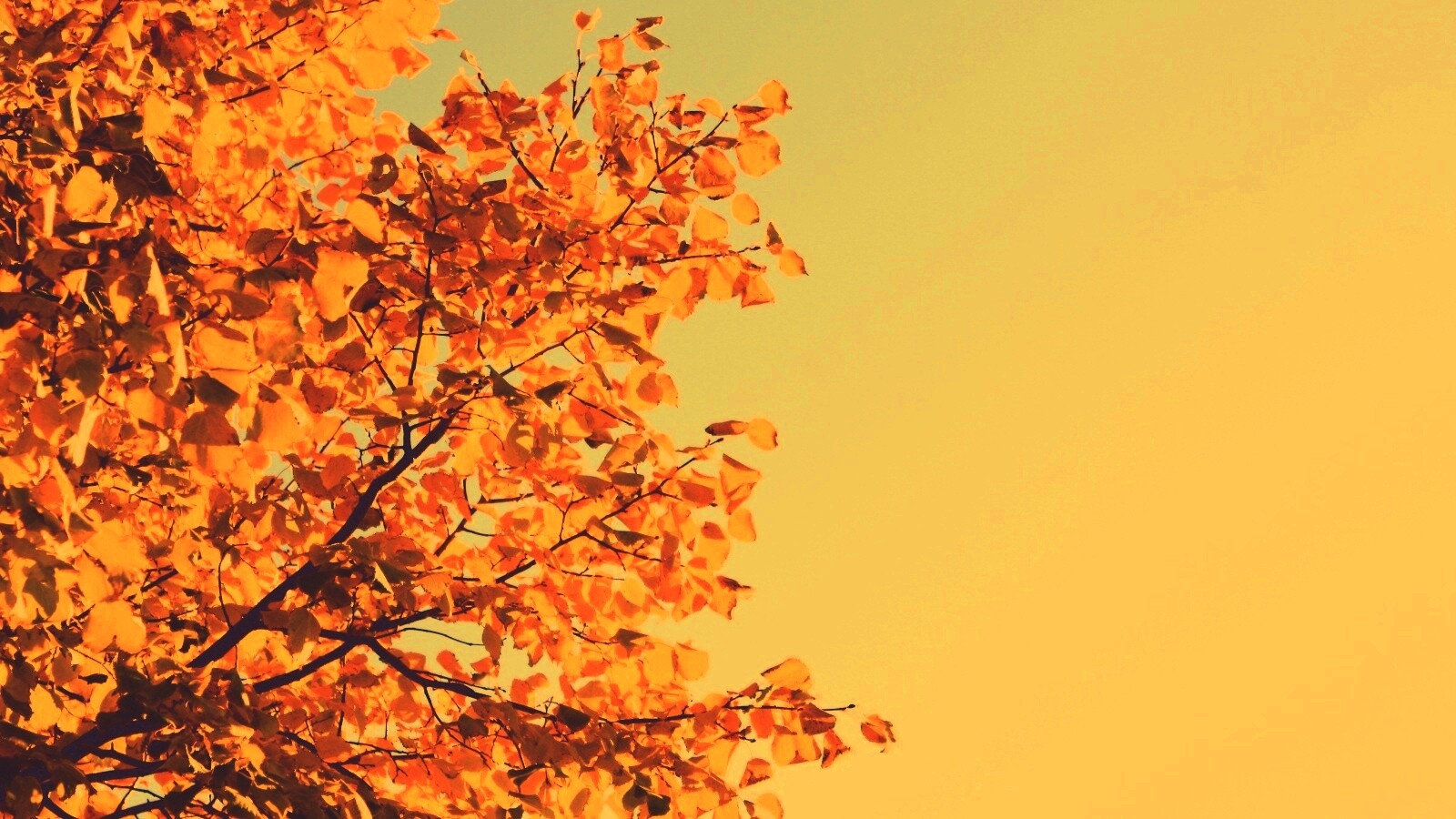 Ветви с пожелтевшими листьями на фоне неба обои