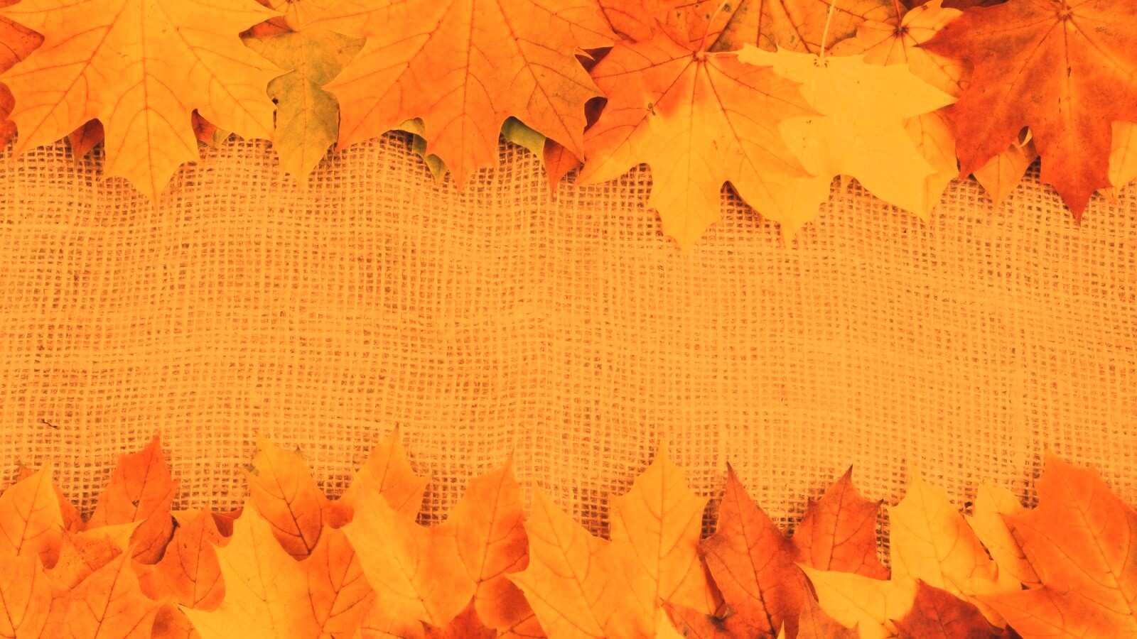 Желтые кленовые листья на холсте обои