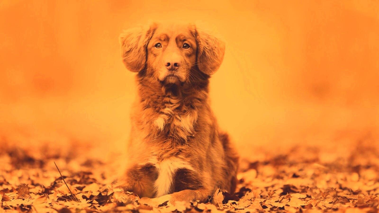 Осенний пес обои