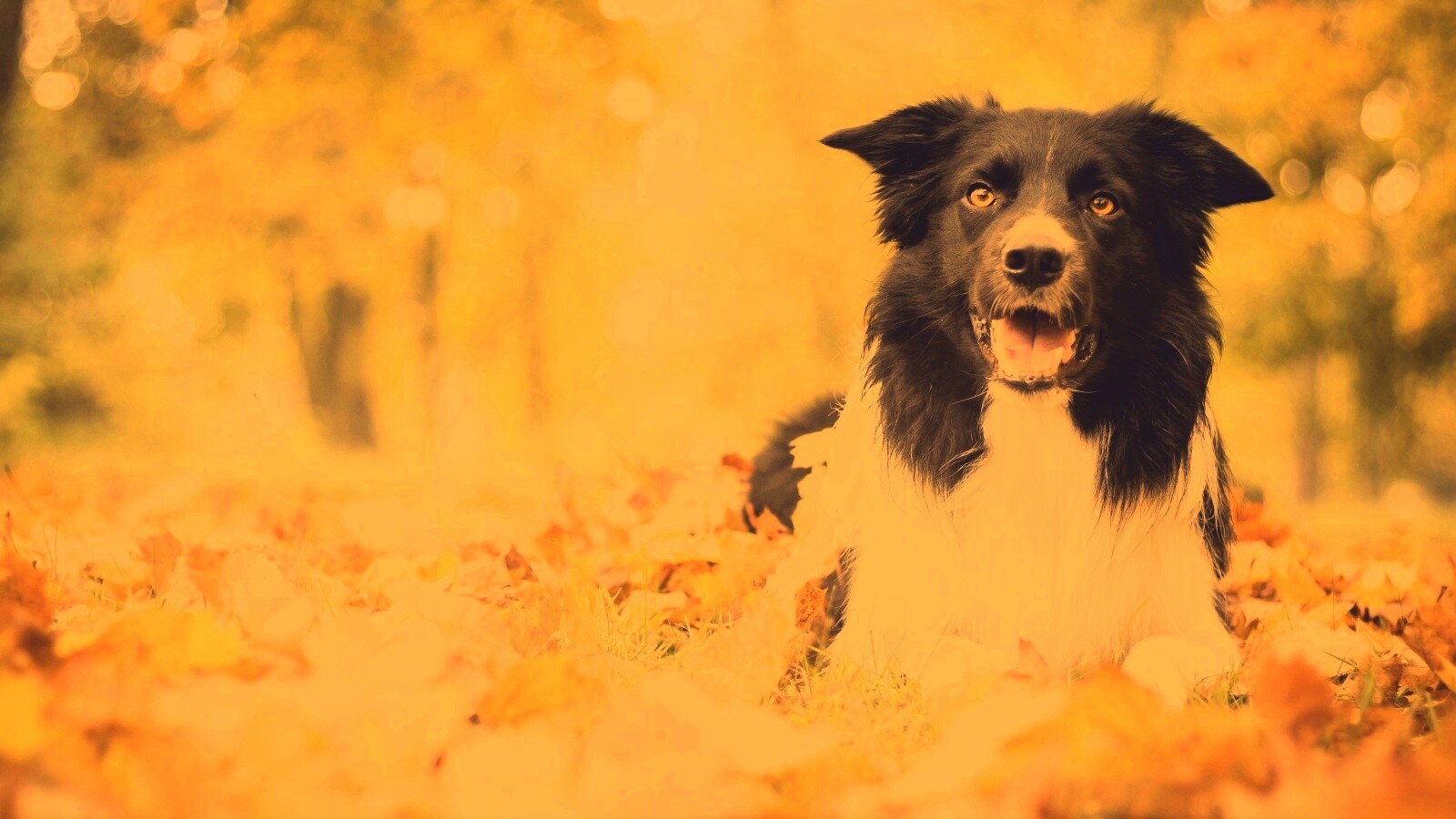 Пес среди листвы обои