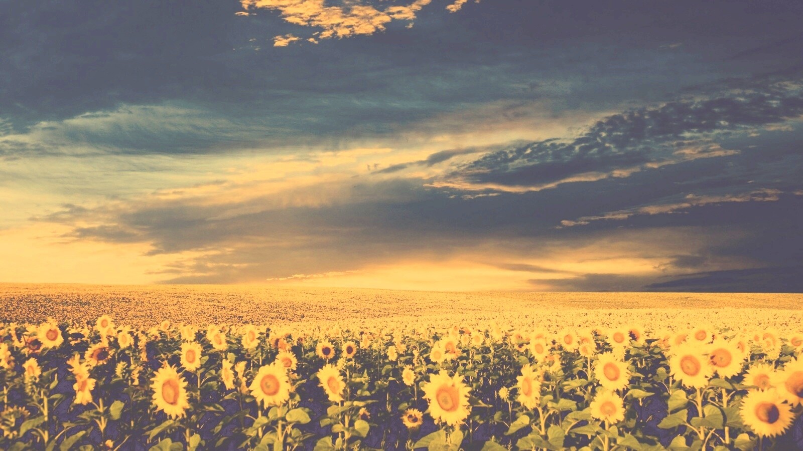 Целое поле подсолнухов обои