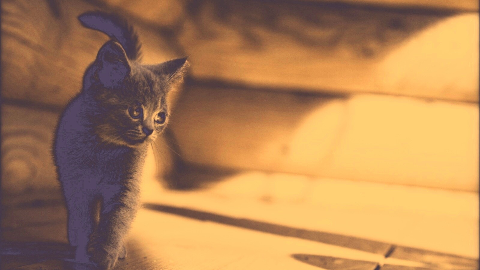 Маленький дымчатый котенок обои