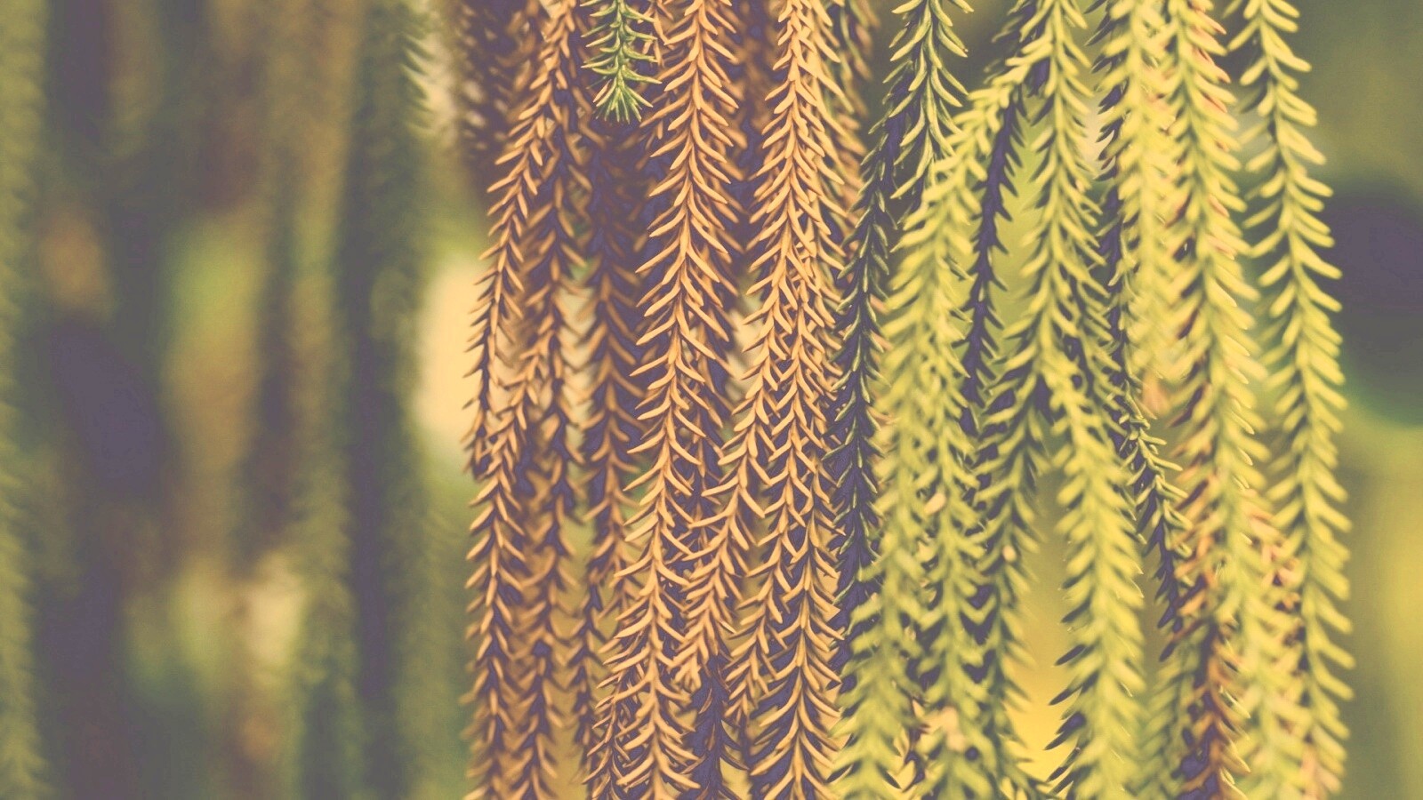 Зеленые колючки обои