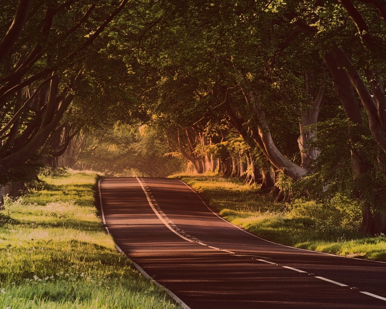 Трасса в тени деревьев обои
