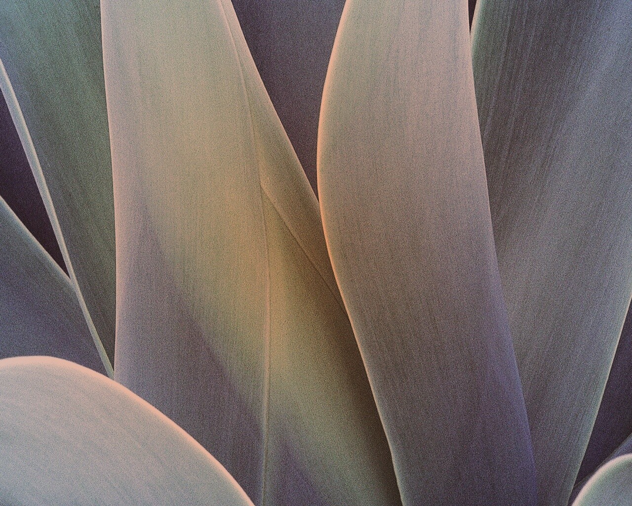 Растение обои